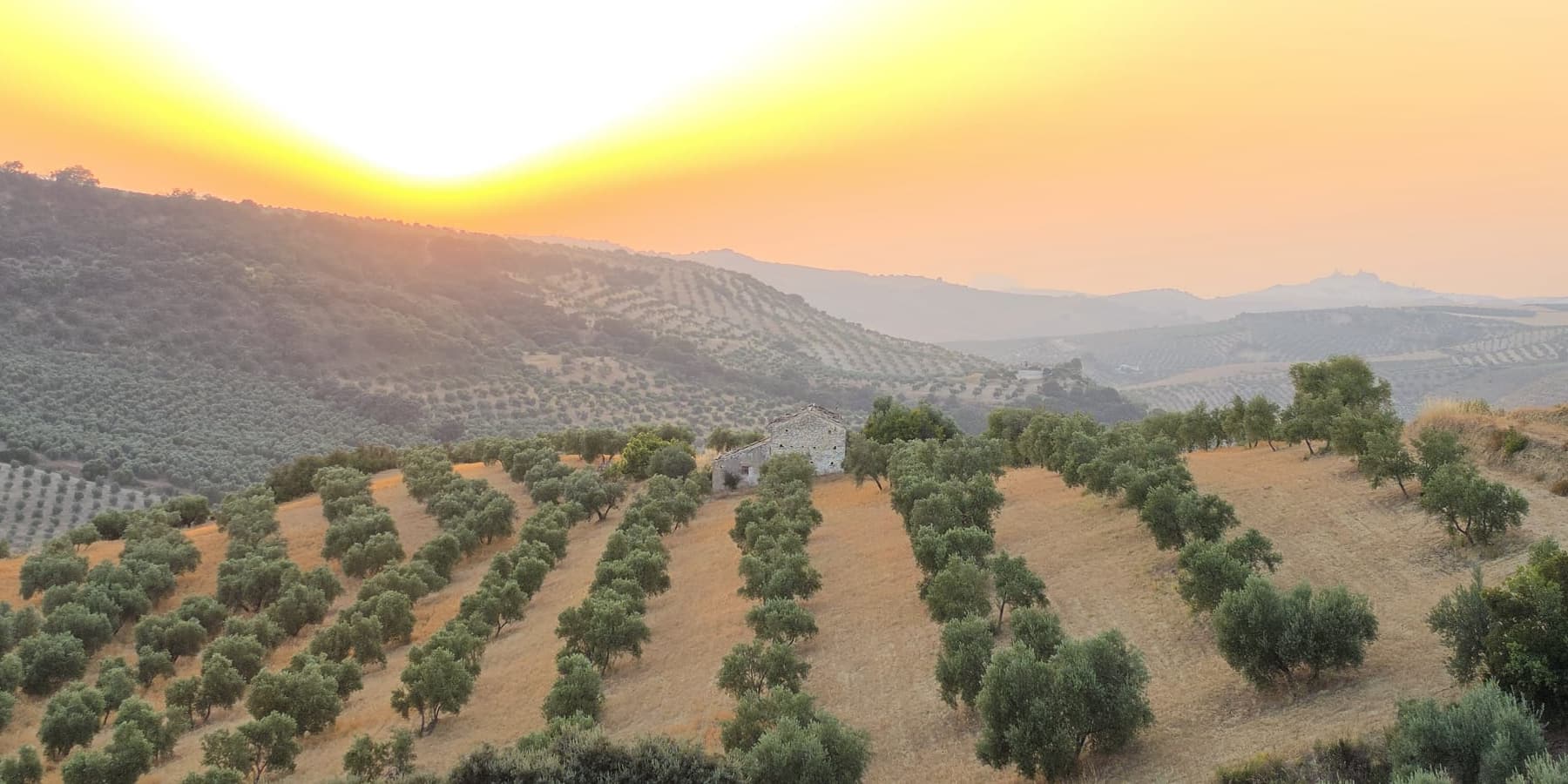 Fenara Farms in Andalusia at the end of the day