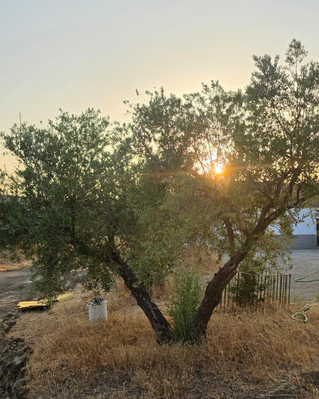 An old olive tree with a forked trunk at Fenara Farms, lit by the setting sun